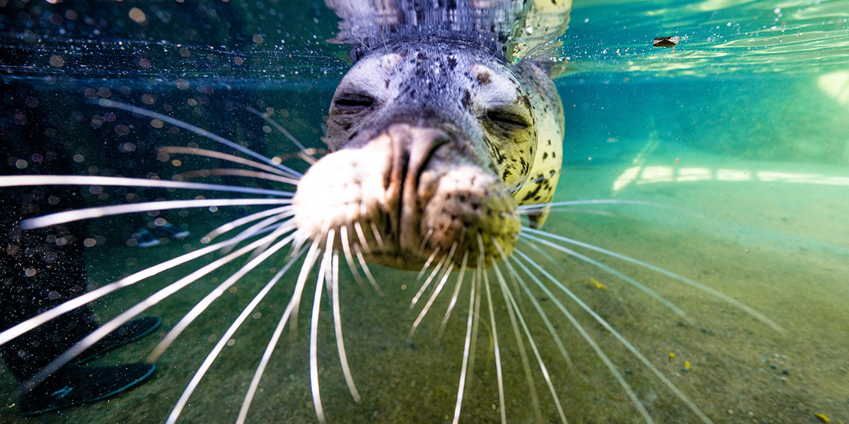 アザラシ水中ウォッチング