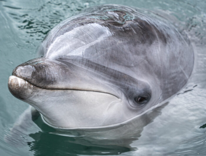 イルカと泳ぐ？！イルカに触れる！下田ドルフィンビーチ【公式】＜下田海中水族館＞